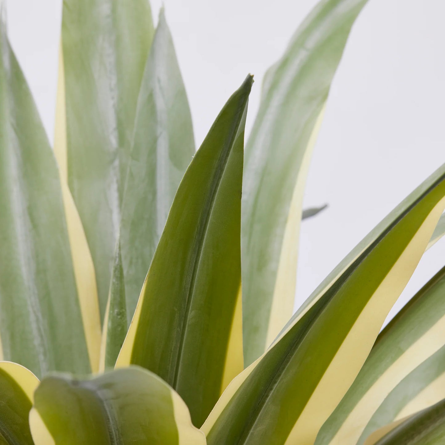 Pianta Artificiale Agave Succulent con Vaso in PVC - EDG Enzo De Gasperi