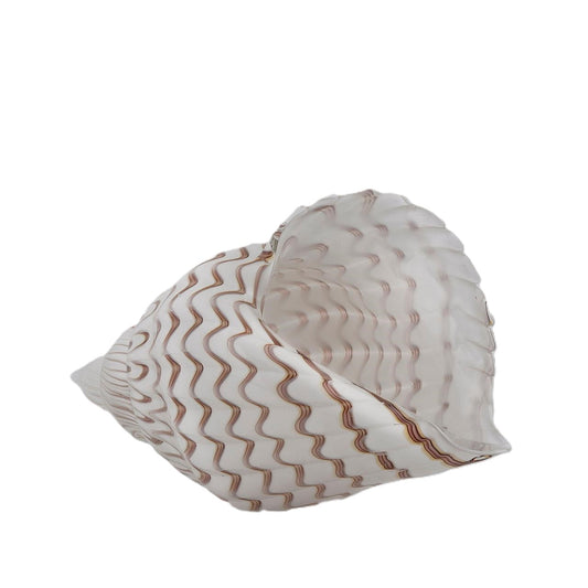 Vaso Conchiglia in Vetro EDG Enzo De Gasperi