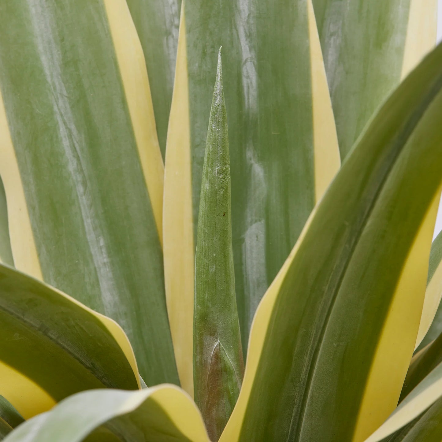 Pianta Artificiale Agave Succulent con Vaso in PVC - EDG Enzo De Gasperi