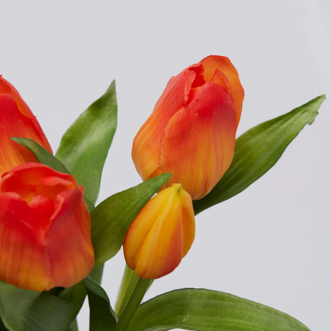 Tulipano Olis mazzo 5 pezzi - EDG Enzo De Gasperi